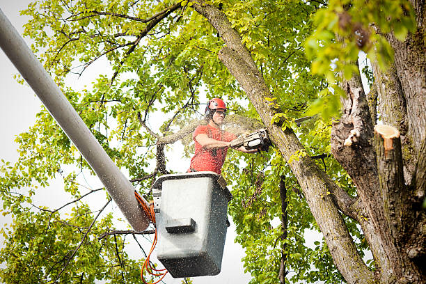 Best Professional Tree Care  in Hudson, MI